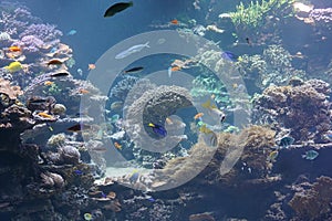 Underwater sea life. Tropical coral reef background. There are various fishes swimming around.