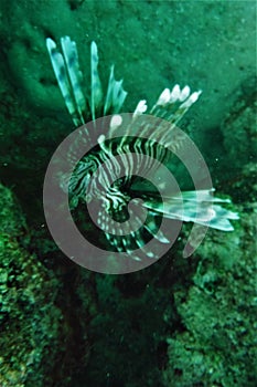 Florida Keys LionFish Coral Reef