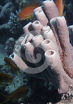 Underwater sea sponges