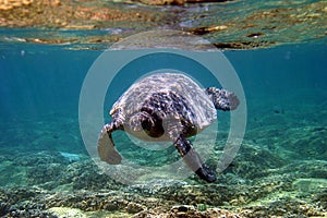 Underwater Sea Turtle