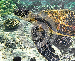 Underwater Sea Turtle