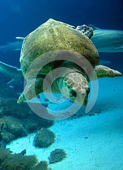 Underwater Sea turtle