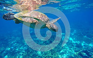 Underwater sea turtle close photo. Green tortoise in blue lagoon. Lovely sea turtle closeup.