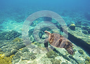 Underwater sea turtle close photo. Green tortoise in blue lagoon. Lovely sea turtle.