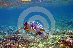 Underwater Sea Turtle in Hawaii