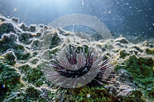 Underwater Sea Urchins on a Rock, Close Up Underwater Urchins