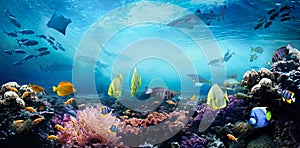 Underwater sea world. Life in a coral reef. photo