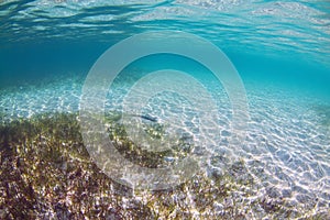 Underwater Seagrass photo