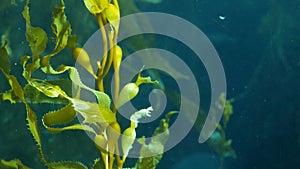 Underwater seamless looped close up of swaying Giant Kelp forest. Sun rays through jade green Seaweed leaves. Diving, Aquarium and