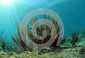 Underwater seascape with gorgonia