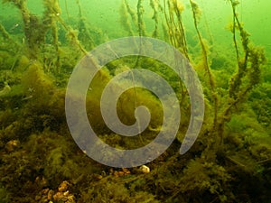 An underwater seascape from the Sound, Malmo Sweden. Green cold water with yellow seaweed