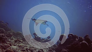 underwater seascape of vegetation and rocks of coral reef and gorgeous scat.