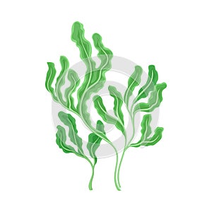 Underwater Seaweed or Algae Growing on the Ocean Bottom Vector Illustration