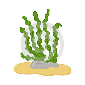 Underwater seaweed. Kelp, laminaria, spirulina. Vector illustration