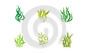 Underwater Seaweeds or Algae Growing on the Ocean Bottom Vector Set