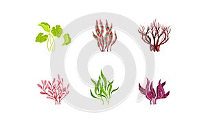 Underwater Seaweeds or Algae Growing on the Ocean Bottom Vector Set