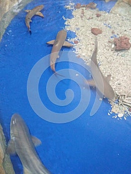 Underwater shark baby sand