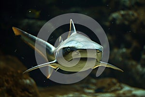 Underwater Shark Marine Life Stylize - AI Generated