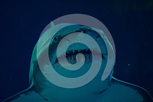 Underwater shark portrait