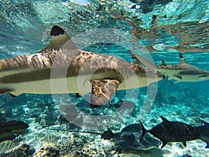 Underwater sharks and sea creatures in Moorea Tahiti