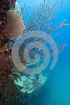 Underwater ship wreck