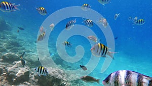 Underwater shoot of curious sergeant major fish float in blue sea water. Marina fish pintano. Damselfish float nea colar