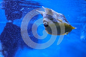 Underwater shoot of a funny fish with open mouth fining in blue clear water