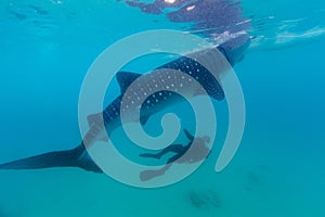 Underwater shoot of a gigantic whale sharks ( Rhincodon typus)