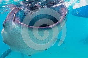 Underwater shoot of a gigantic whale sharks ( Rhincodon typus)