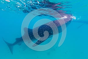 Underwater shoot of a gigantic whale sharks ( Rhincodon typus)