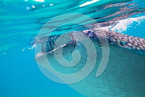 Underwater shoot of a gigantic whale sharks ( Rhincodon typus)