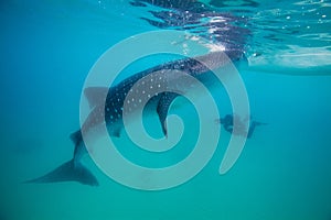 Underwater shoot of a gigantic whale sharks ( Rhincodon typus)