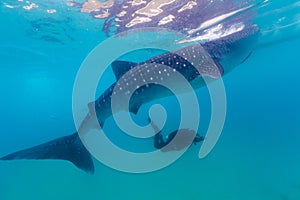 Underwater shoot of a gigantic whale sharks ( Rhincodon typus)