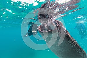 Underwater shoot of a gigantic whale sharks ( Rhincodon typus)