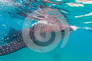 Underwater shoot of a gigantic whale sharks ( Rhincodon typus)