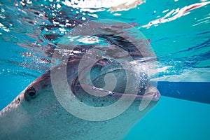 Underwater shoot of a gigantic whale sharks ( Rhincodon typus)