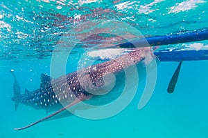 Underwater shoot of a gigantic whale sharks ( Rhincodon typus)