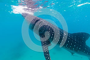 Underwater shoot of a gigantic whale sharks ( Rhincodon typus)