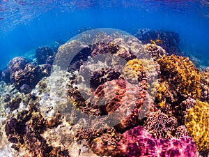 Underwater shoot of vivid coral reef with a fishes