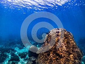 Underwater shoot of vivid coral reef with a fishes