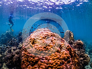 Underwater shoot of vivid coral reef with a fishes