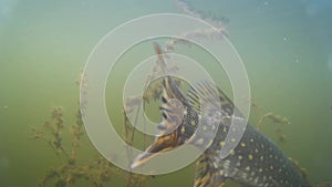 Underwater shooting, big pike trying to jump off the hook, fishing with spinning on artificial bait