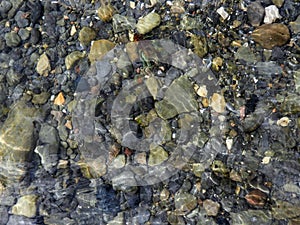 Underwater shoreline showing large crayfish on stones