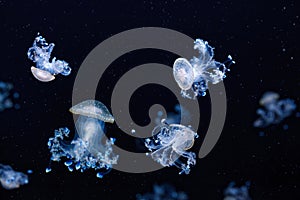 underwater shot of a beautiful Australian Spotted Jellyfish