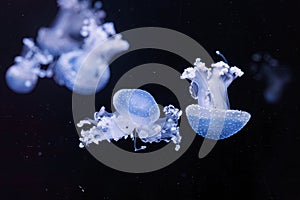 underwater shot of a beautiful Australian Spotted Jellyfish