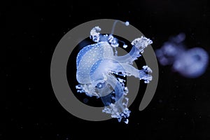 underwater shot of a beautiful Australian Spotted Jellyfish