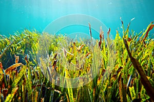 Underwater shot of bright green grass growing under the sea