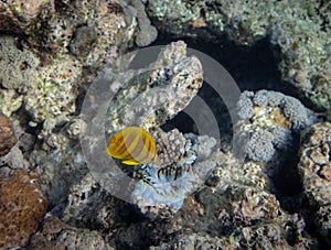 Underwater shot of Copperband butterflyfish Chelmon rostratus in Great Barrier Reef, Australia, Queensland.