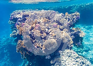 Underwater shot of a coral reef in the Red Sea