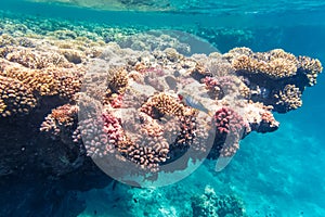 Underwater shot of a coral reef in the Red Sea